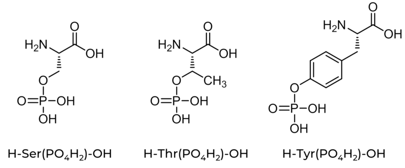 Phosphorylated Amino Acids